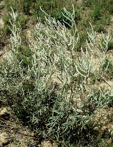 Aerva javanica
